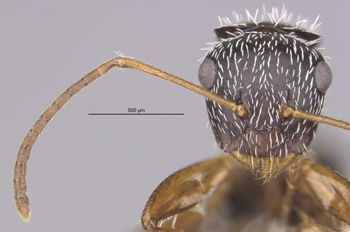 Media type: image;   Entomology 22420 Aspect: head frontal view